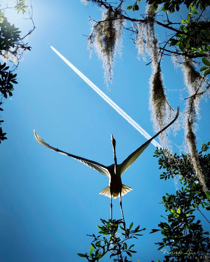 30 Stunning Bird Photos Taken By Fenqiang Liu In Florida&rsquo;s Wild Landscapes