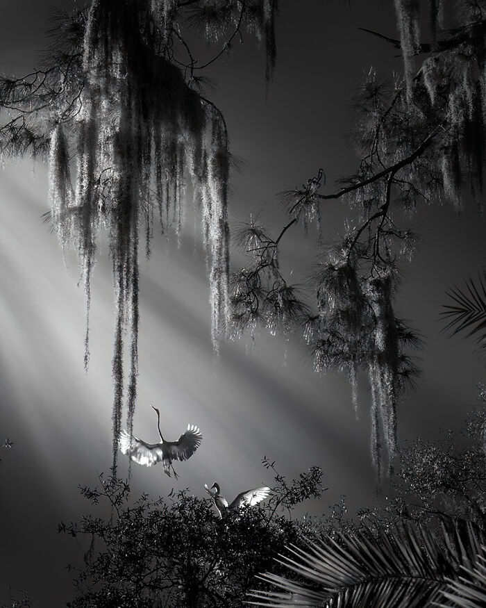 30 Stunning Bird Photos Taken By Fenqiang Liu In Florida&rsquo;s Wild Landscapes