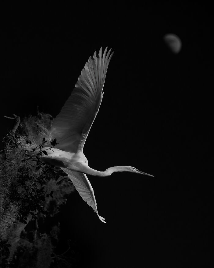 30 Stunning Bird Photos Taken By Fenqiang Liu In Florida&rsquo;s Wild Landscapes