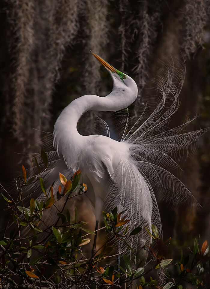 30 Stunning Bird Photos Taken By Fenqiang Liu In Florida&rsquo;s Wild Landscapes