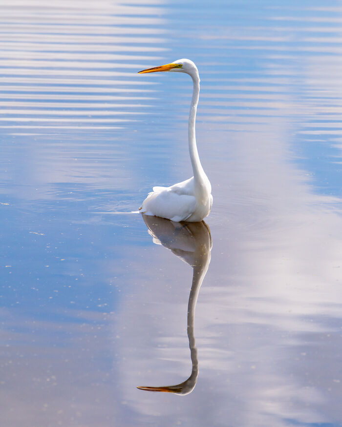 30 Stunning Bird Photos Taken By Fenqiang Liu In Florida&rsquo;s Wild Landscapes