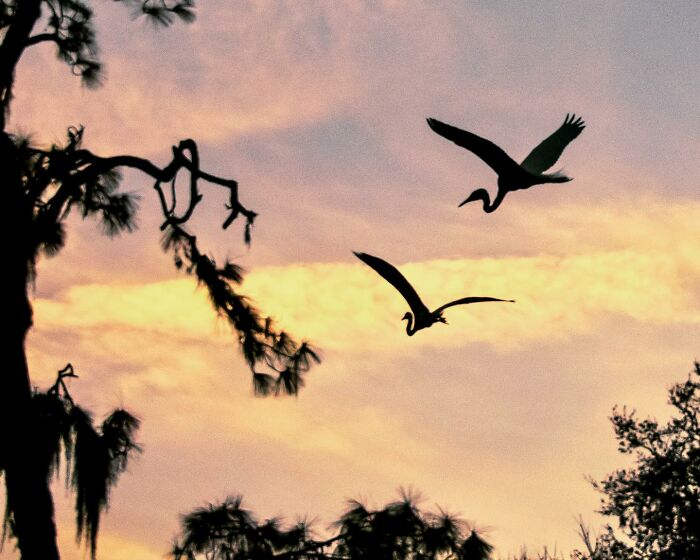 30 Stunning Bird Photos Taken By Fenqiang Liu In Florida&rsquo;s Wild Landscapes