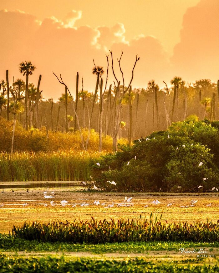 30 Stunning Bird Photos Taken By Fenqiang Liu In Florida&rsquo;s Wild Landscapes