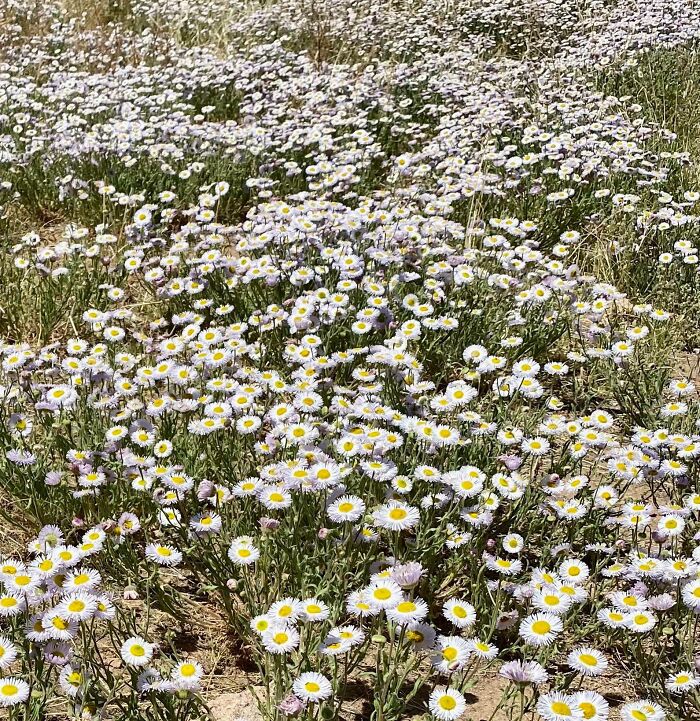 From Abandoned Towns To Weird Statues, Here Are 58 Of The Most Unexpected Things Found In Deserts