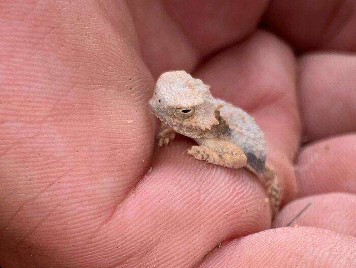 From Abandoned Towns To Weird Statues, Here Are 58 Of The Most Unexpected Things Found In Deserts