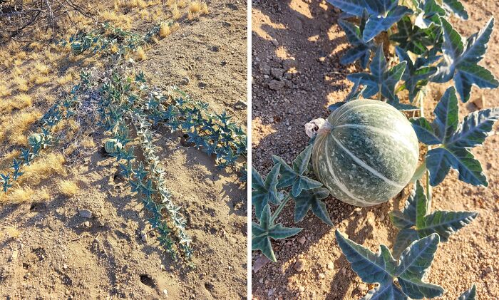 From Abandoned Towns To Weird Statues, Here Are 58 Of The Most Unexpected Things Found In Deserts