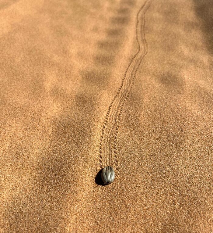 From Abandoned Towns To Weird Statues, Here Are 58 Of The Most Unexpected Things Found In Deserts