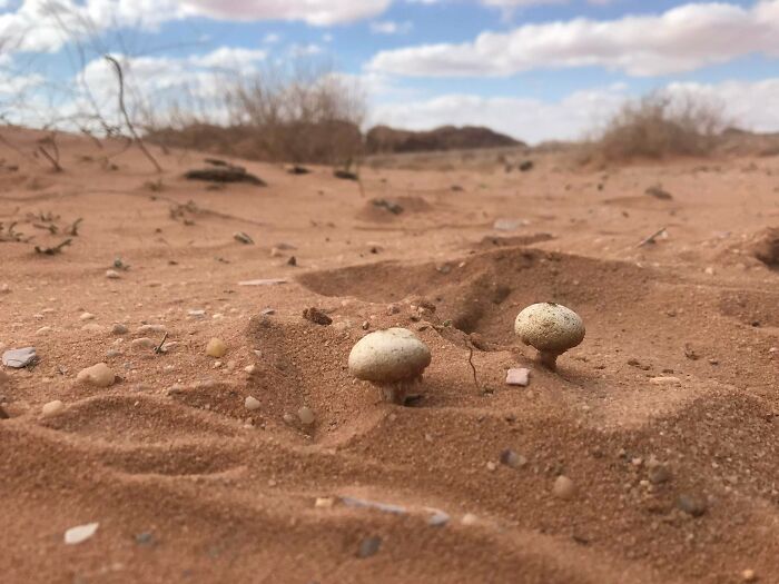 From Abandoned Towns To Weird Statues, Here Are 58 Of The Most Unexpected Things Found In Deserts