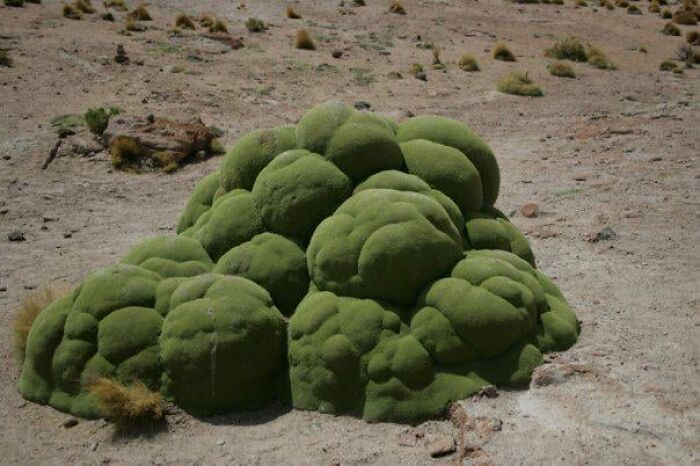 From Abandoned Towns To Weird Statues, Here Are 58 Of The Most Unexpected Things Found In Deserts