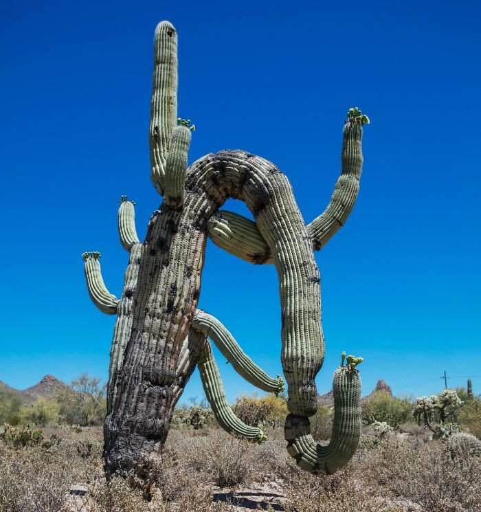 From Abandoned Towns To Weird Statues, Here Are 58 Of The Most Unexpected Things Found In Deserts