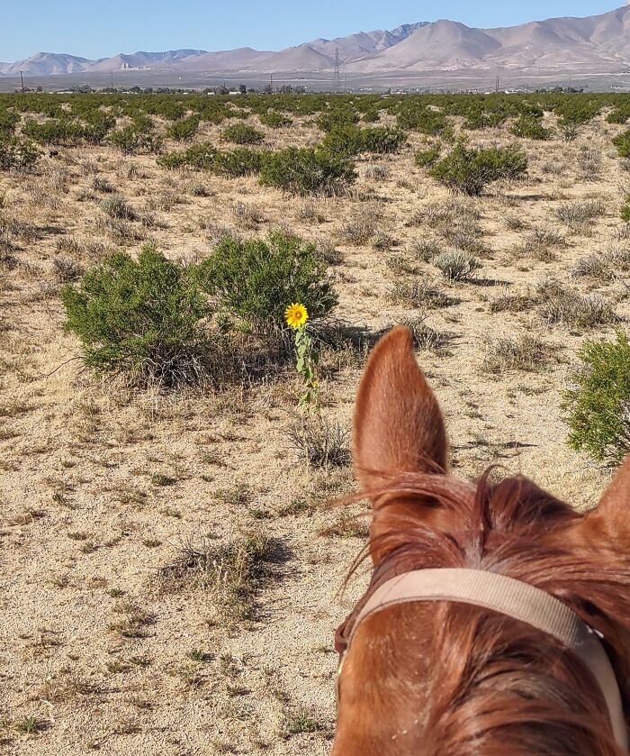 From Abandoned Towns To Weird Statues, Here Are 58 Of The Most Unexpected Things Found In Deserts