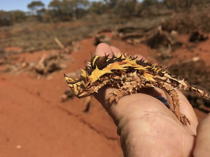From Abandoned Towns To Weird Statues, Here Are 58 Of The Most Unexpected Things Found In Deserts
