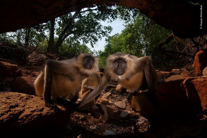Wildlife Photographer Of The Year 2026: Stunning People&rsquo;s Choice Winners By Natural History Museum