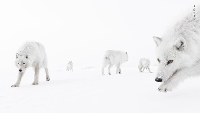 Wildlife Photographer Of The Year 2026: Stunning People&rsquo;s Choice Winners By Natural History Museum