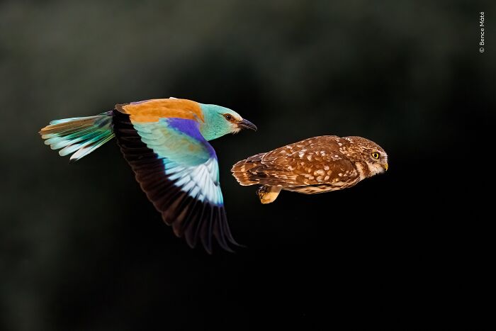 Wildlife Photographer Of The Year 2026: Stunning People&rsquo;s Choice Winners By Natural History Museum