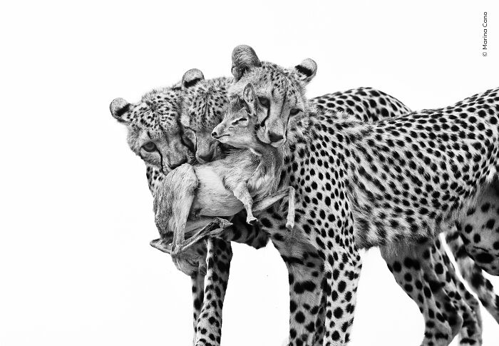 Wildlife Photographer Of The Year 2026: Stunning People&rsquo;s Choice Winners By Natural History Museum