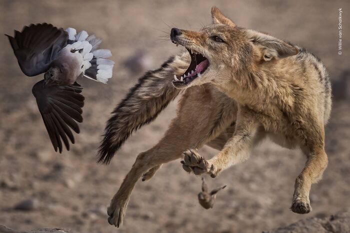 Wildlife Photographer Of The Year 2026: Stunning People&rsquo;s Choice Winners By Natural History Museum