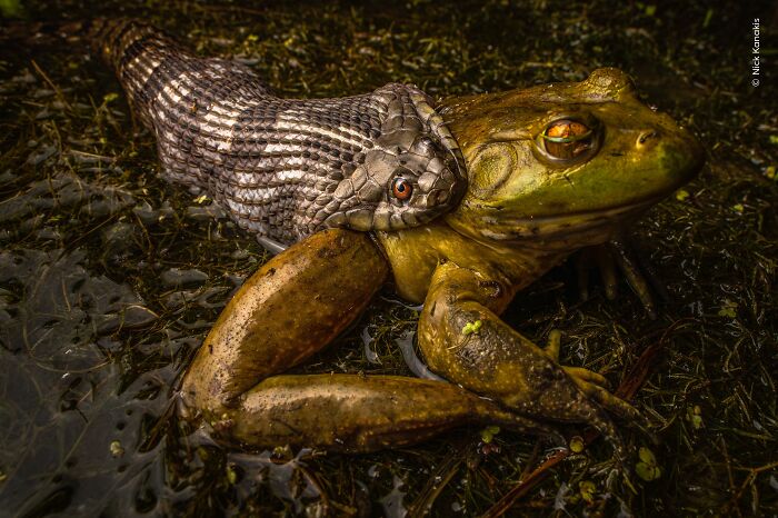 Wildlife Photographer Of The Year 2026: Stunning People&rsquo;s Choice Winners By Natural History Museum