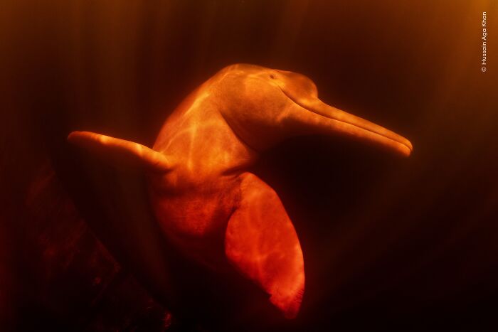 Wildlife Photographer Of The Year 2026: Stunning People&rsquo;s Choice Winners By Natural History Museum