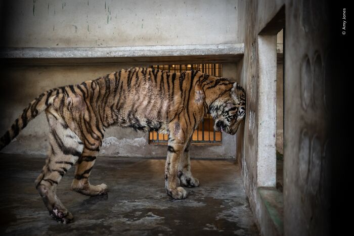 Wildlife Photographer Of The Year 2026: Stunning People&rsquo;s Choice Winners By Natural History Museum