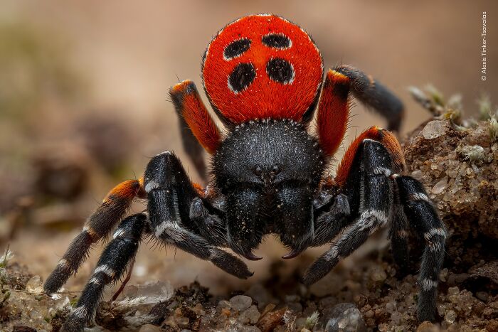 Wildlife Photographer Of The Year 2026: Stunning People&rsquo;s Choice Winners By Natural History Museum