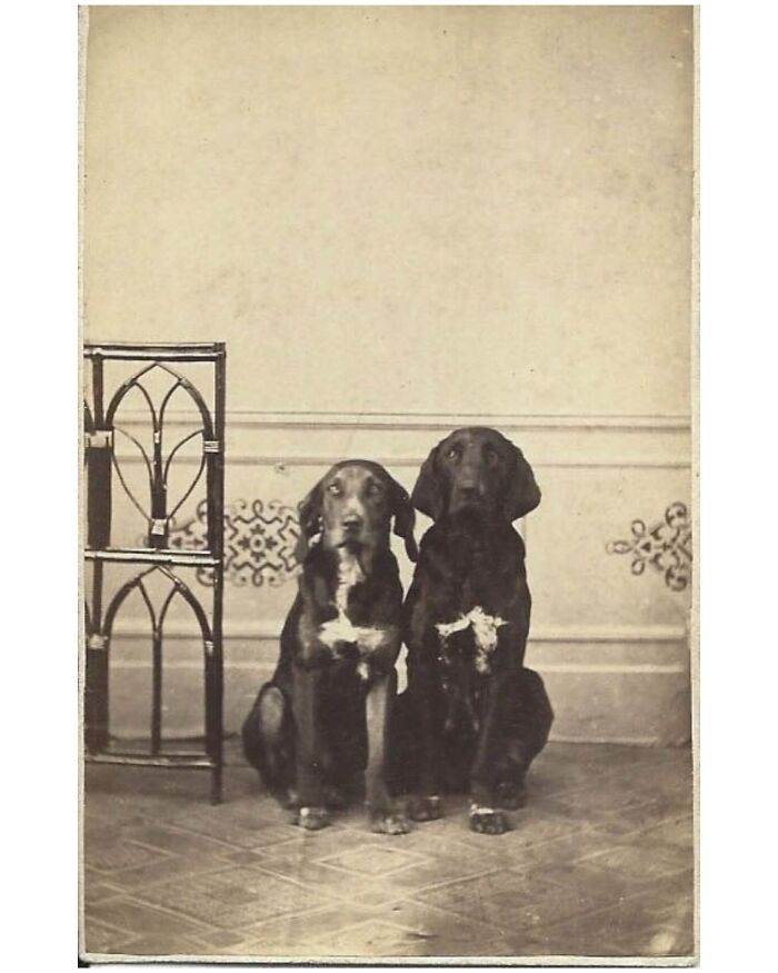 45 Photos From The Past That Reflect The Enduring Relationship Between Dogs And Humans Shared By This Community