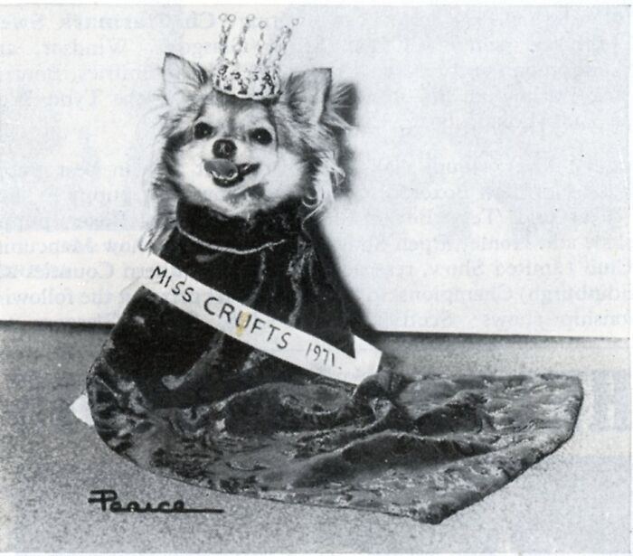 45 Photos From The Past That Reflect The Enduring Relationship Between Dogs And Humans Shared By This Community