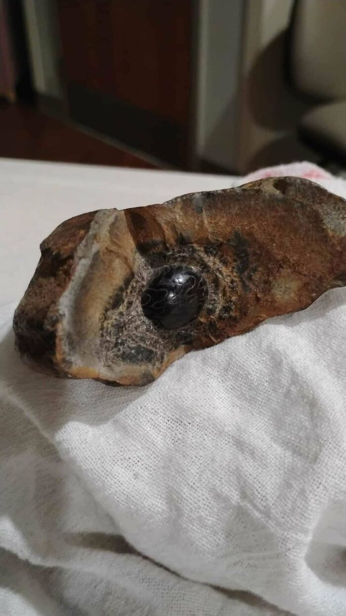 79 Interesting Fossils And The Stories Behind Them 79 Interesting Fossils And The Stories Behind Them