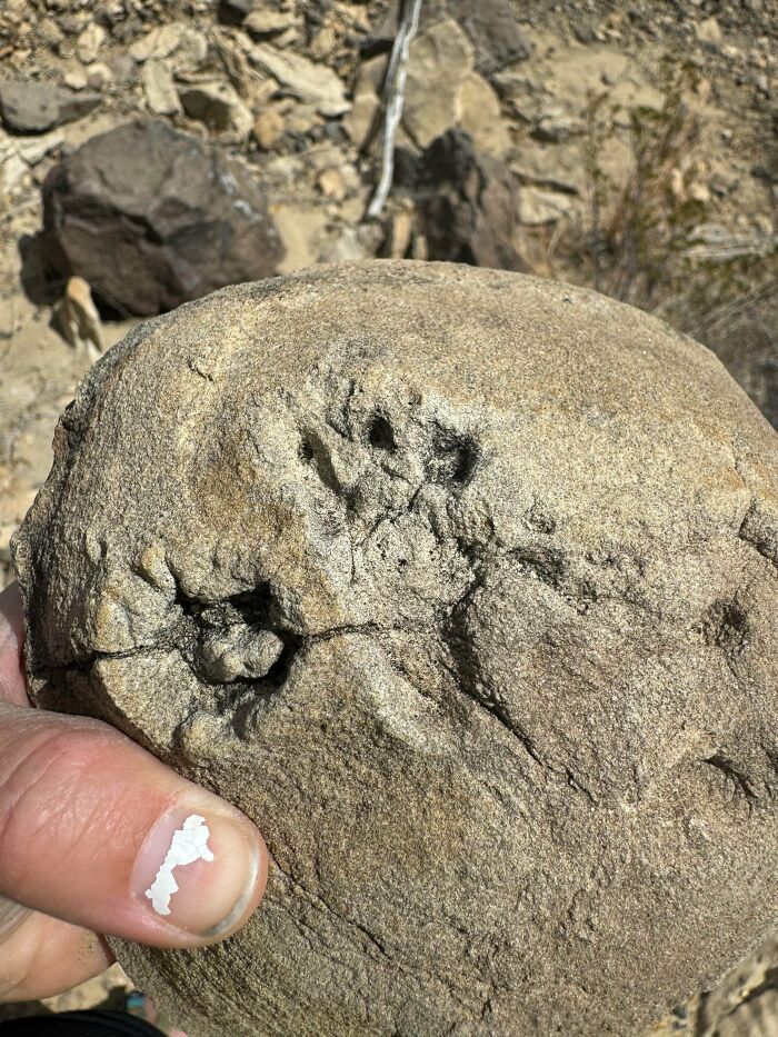 79 Interesting Fossils And The Stories Behind Them 79 Interesting Fossils And The Stories Behind Them
