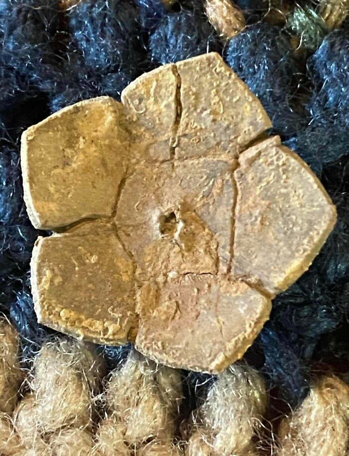 79 Interesting Fossils And The Stories Behind Them 79 Interesting Fossils And The Stories Behind Them