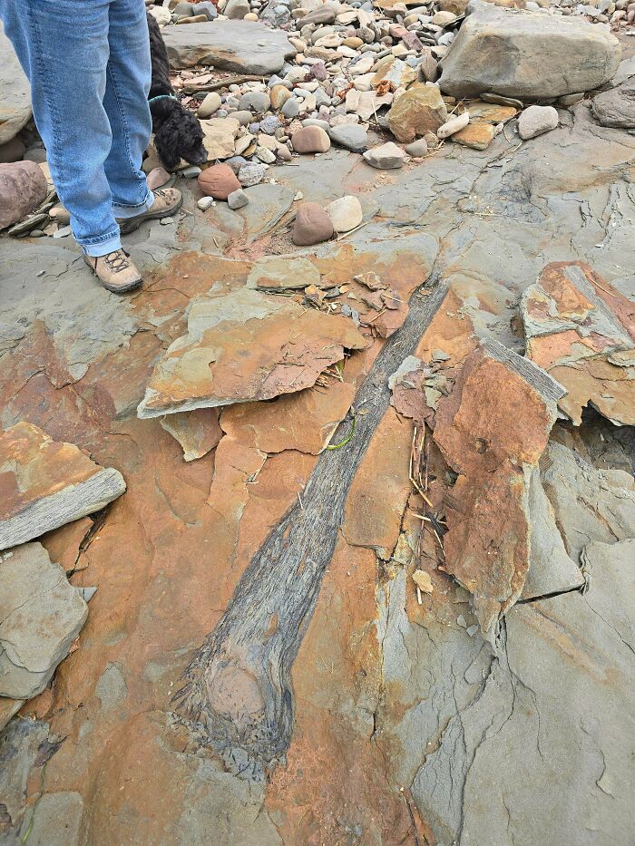 79 Interesting Fossils And The Stories Behind Them 79 Interesting Fossils And The Stories Behind Them