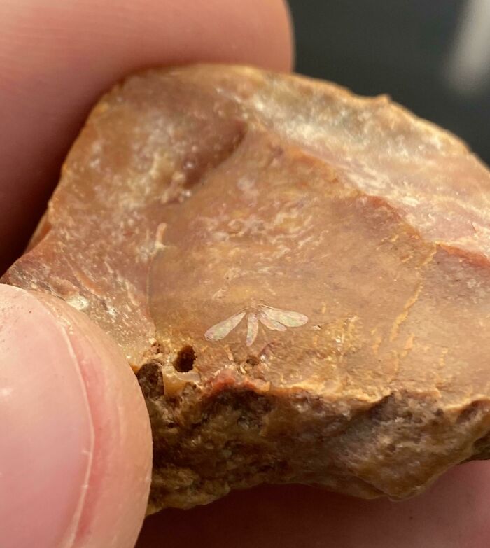 79 Interesting Fossils And The Stories Behind Them 79 Interesting Fossils And The Stories Behind Them