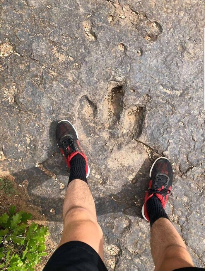 79 Interesting Fossils And The Stories Behind Them 79 Interesting Fossils And The Stories Behind Them