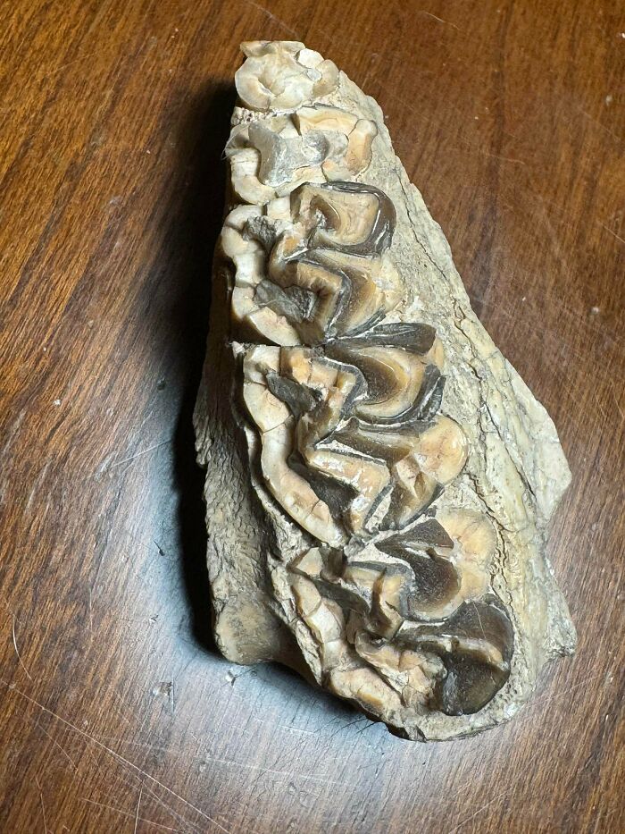 79 Interesting Fossils And The Stories Behind Them 79 Interesting Fossils And The Stories Behind Them