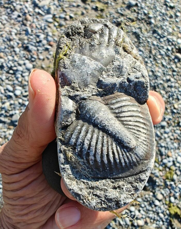 79 Interesting Fossils And The Stories Behind Them 79 Interesting Fossils And The Stories Behind Them