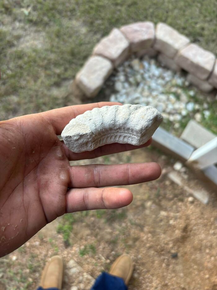 79 Interesting Fossils And The Stories Behind Them 79 Interesting Fossils And The Stories Behind Them