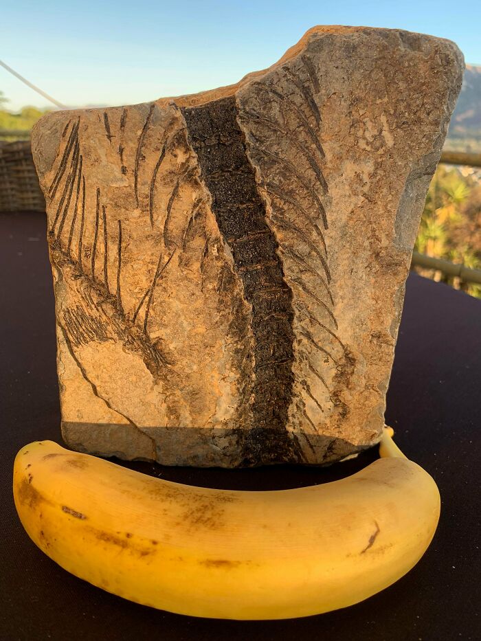 79 Interesting Fossils And The Stories Behind Them 79 Interesting Fossils And The Stories Behind Them