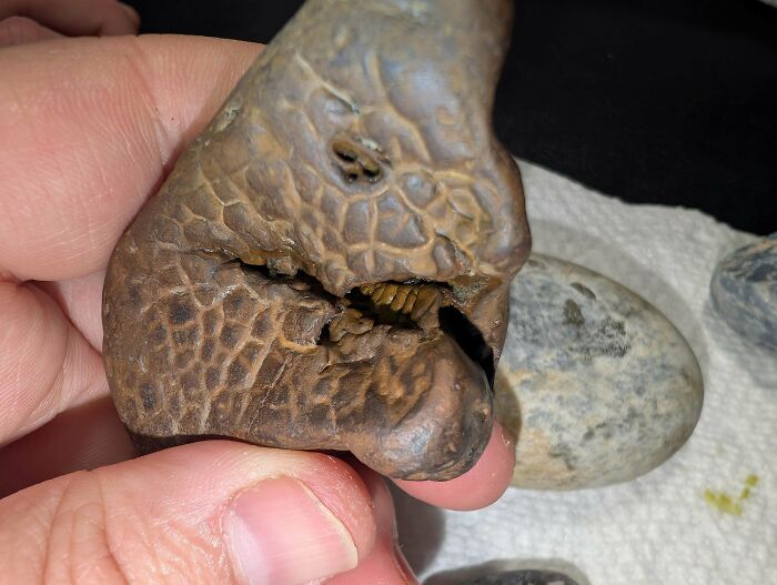 79 Interesting Fossils And The Stories Behind Them 79 Interesting Fossils And The Stories Behind Them