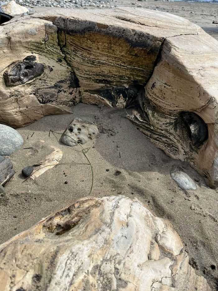 79 Interesting Fossils And The Stories Behind Them 79 Interesting Fossils And The Stories Behind Them