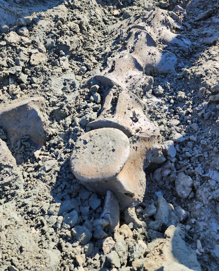 79 Interesting Fossils And The Stories Behind Them 79 Interesting Fossils And The Stories Behind Them