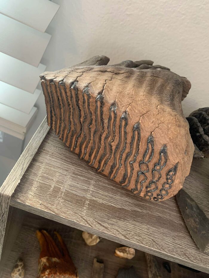 79 Interesting Fossils And The Stories Behind Them 79 Interesting Fossils And The Stories Behind Them