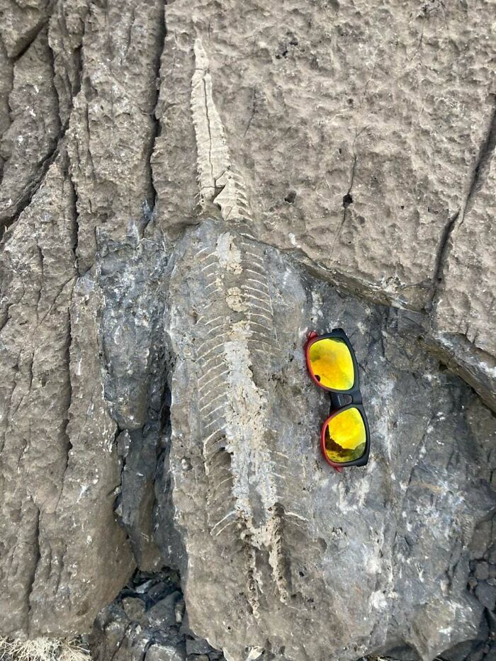 79 Interesting Fossils And The Stories Behind Them 79 Interesting Fossils And The Stories Behind Them