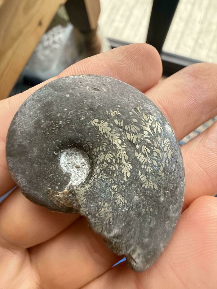 79 Interesting Fossils And The Stories Behind Them 79 Interesting Fossils And The Stories Behind Them