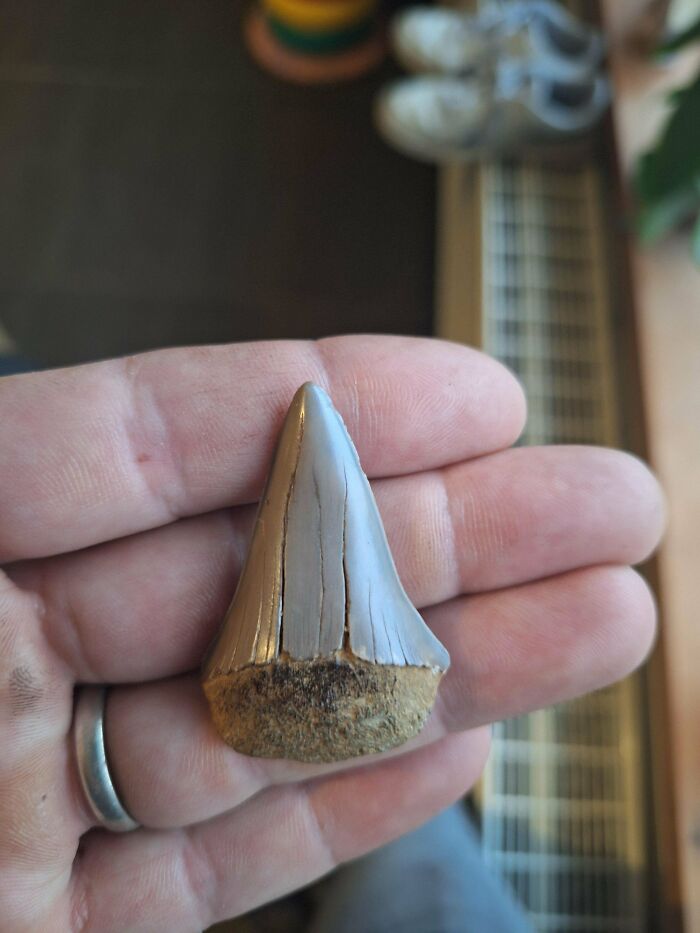 79 Interesting Fossils And The Stories Behind Them 79 Interesting Fossils And The Stories Behind Them