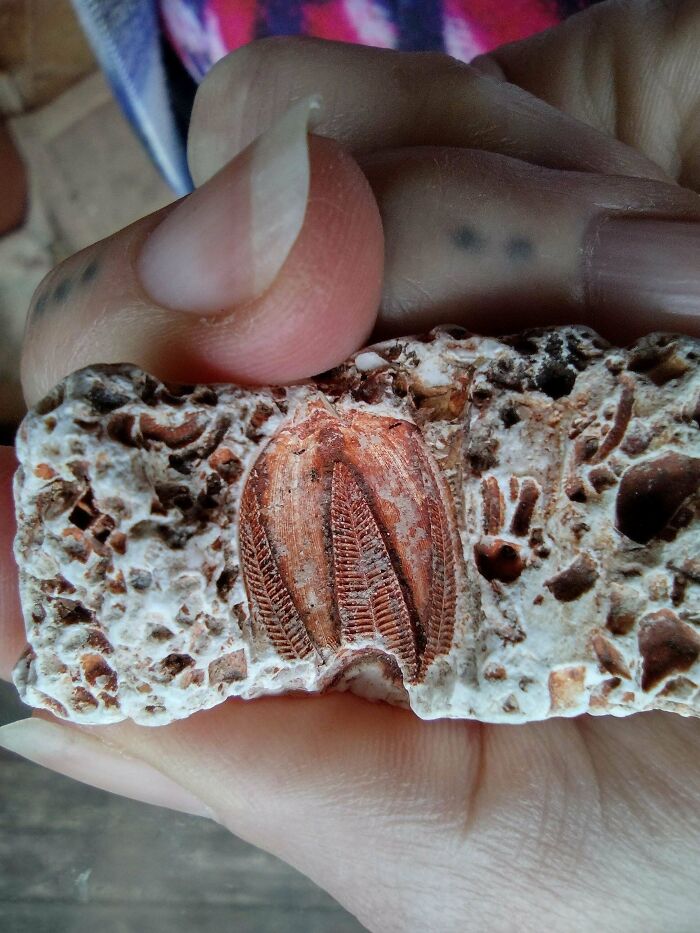 79 Interesting Fossils And The Stories Behind Them 79 Interesting Fossils And The Stories Behind Them