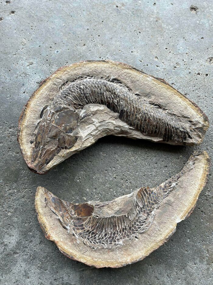 79 Interesting Fossils And The Stories Behind Them 79 Interesting Fossils And The Stories Behind Them