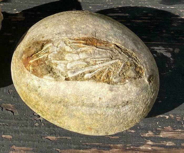 79 Interesting Fossils And The Stories Behind Them 79 Interesting Fossils And The Stories Behind Them