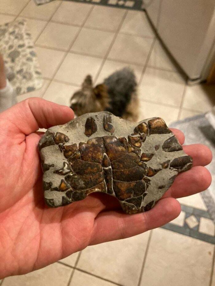 79 Interesting Fossils And The Stories Behind Them 79 Interesting Fossils And The Stories Behind Them