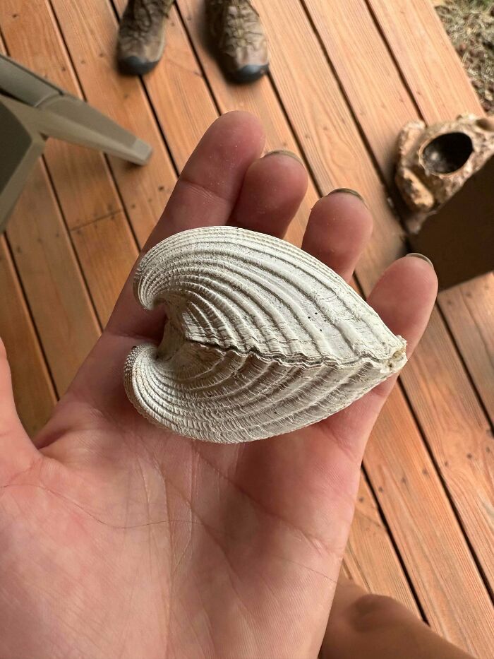 79 Interesting Fossils And The Stories Behind Them 79 Interesting Fossils And The Stories Behind Them