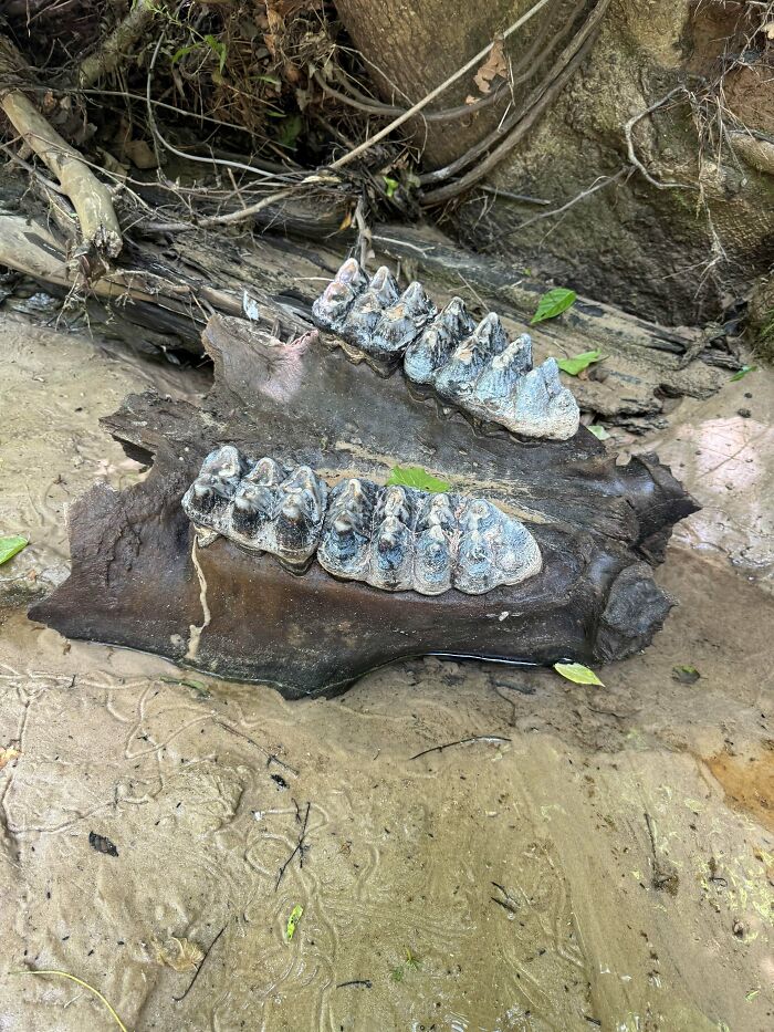 79 Interesting Fossils And The Stories Behind Them 79 Interesting Fossils And The Stories Behind Them